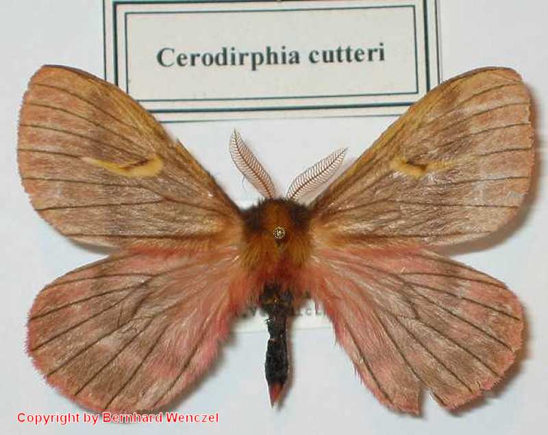 SATURNIIDAE World Homepage für den Saturniidenfreund